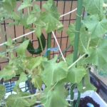 Thumbnail of post image 155